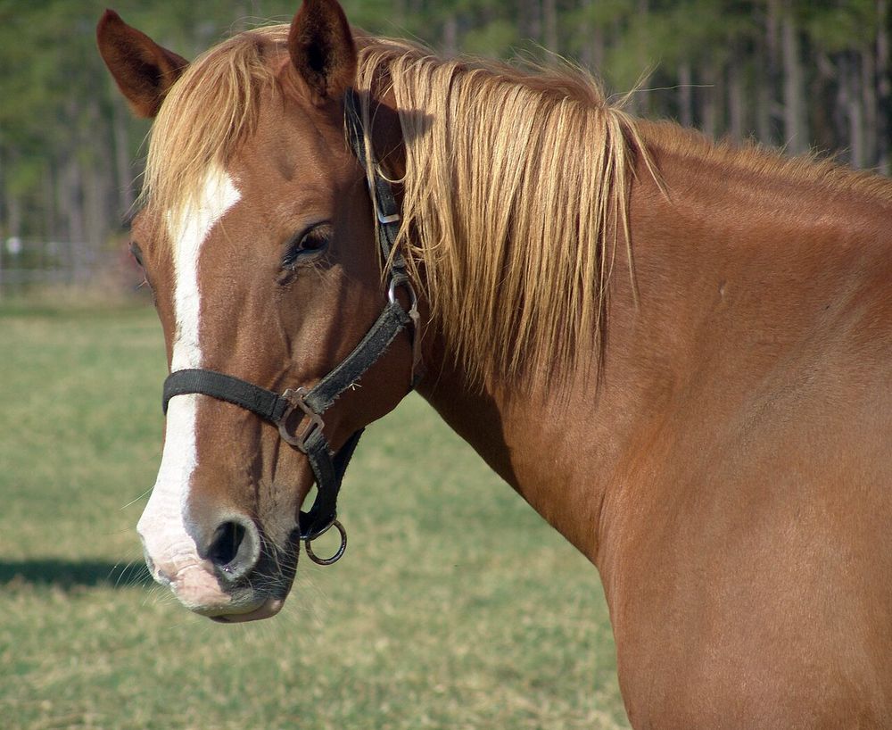 Biscuit — chestnut mare