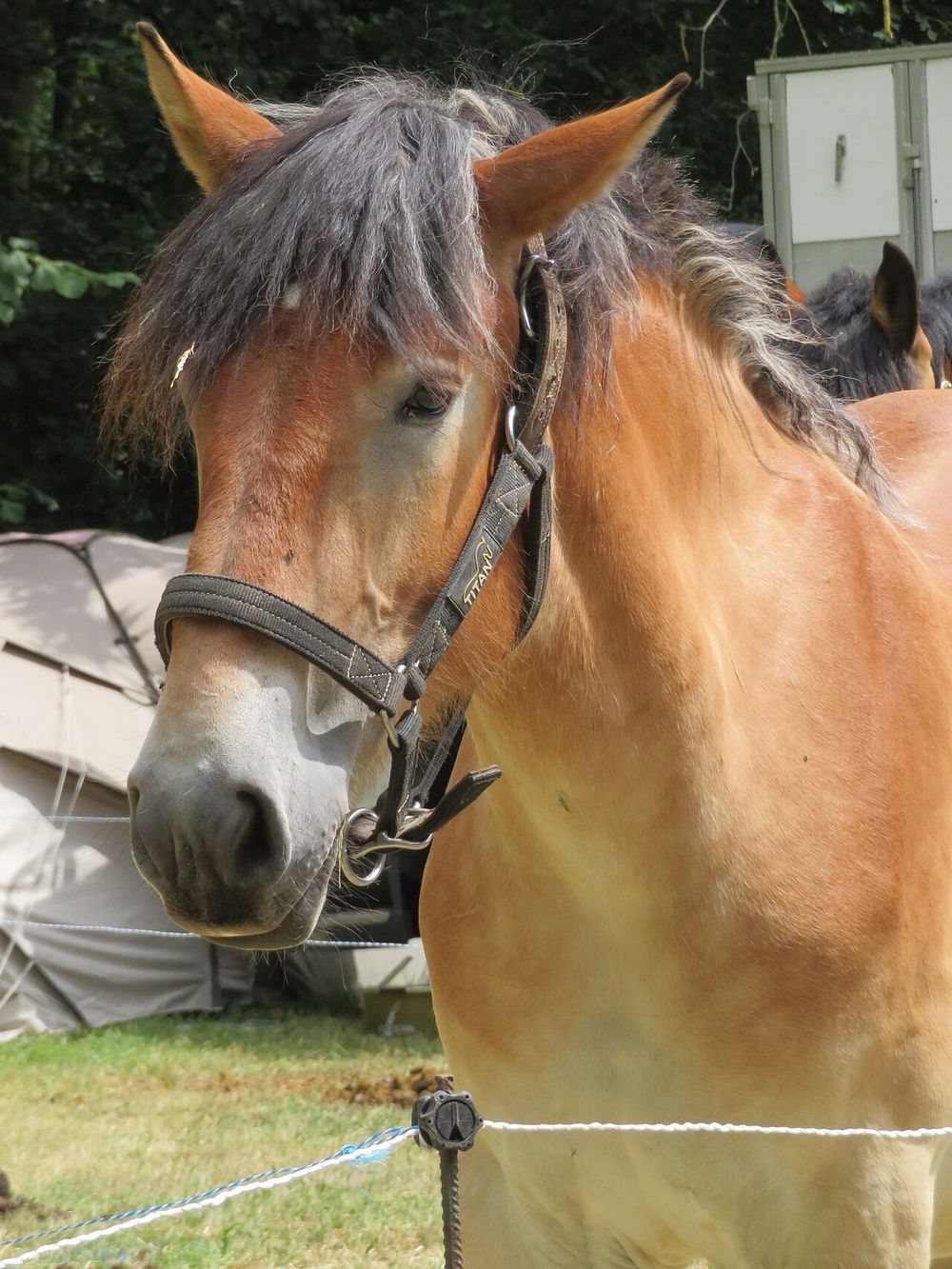 Luke — chestnut gelding