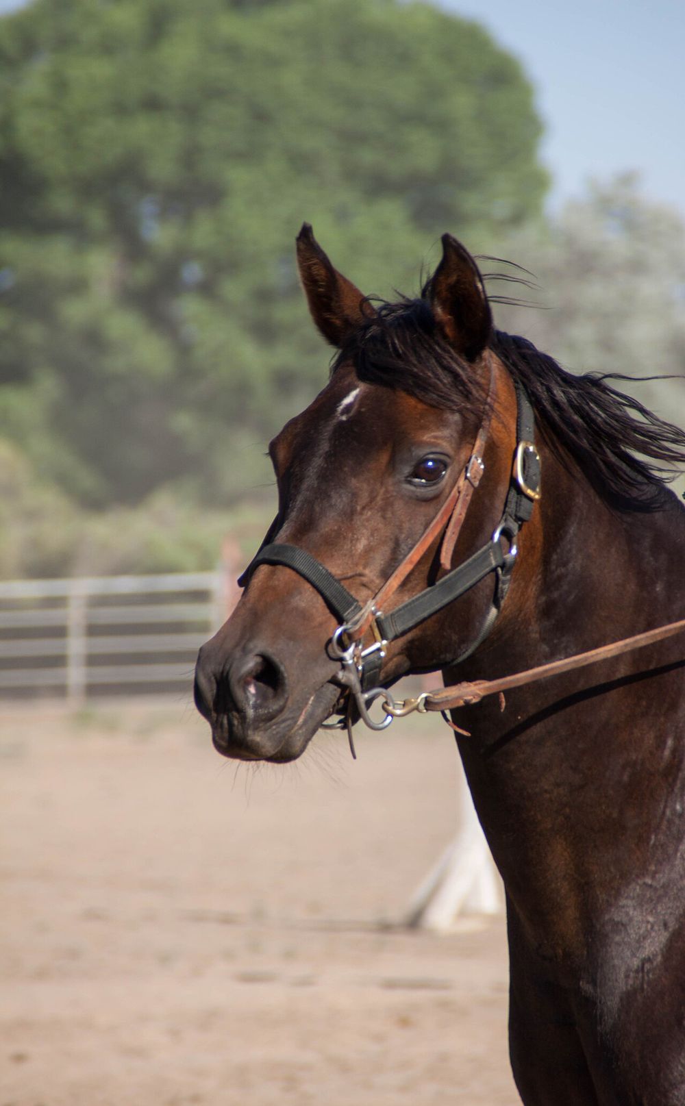 Major — bay gelding