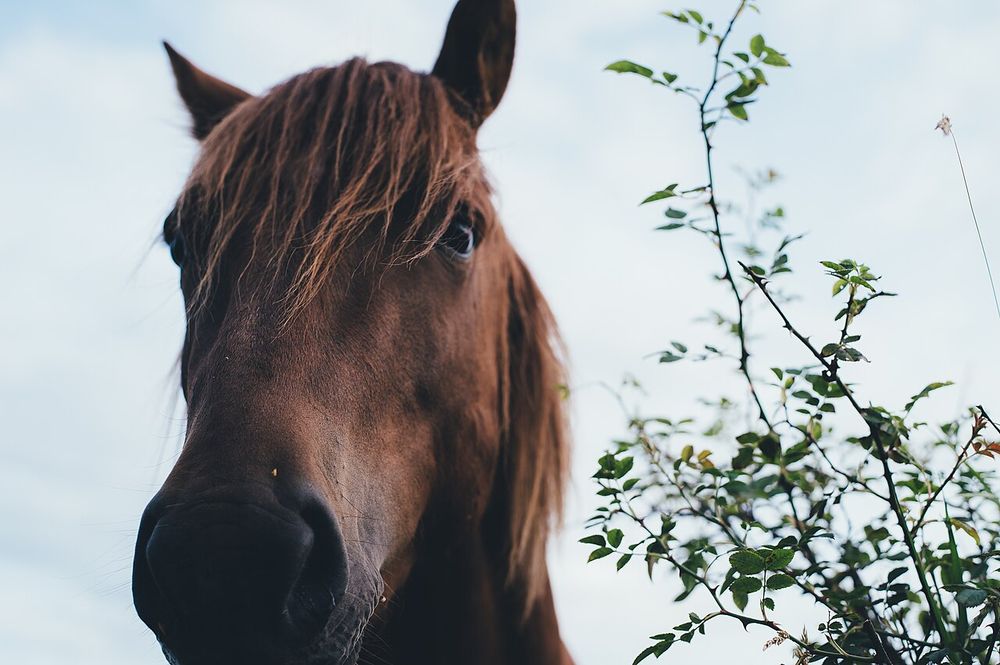 Storm — grey gelding
